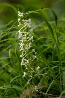 Gruenliche Waldhyazinte (2)